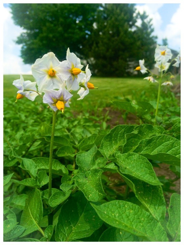 Blooming Potatoes